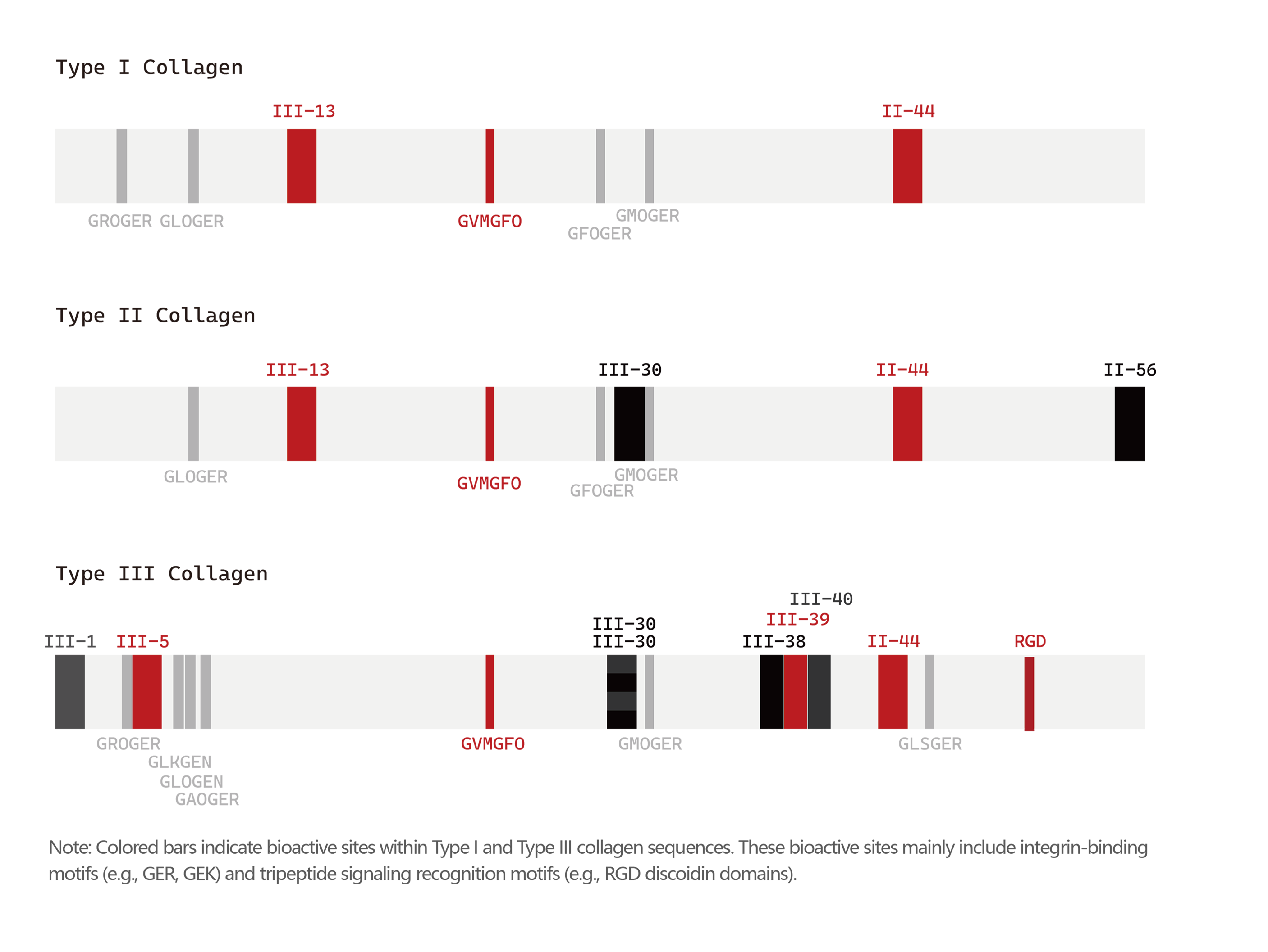 Amino Acid Sequence
